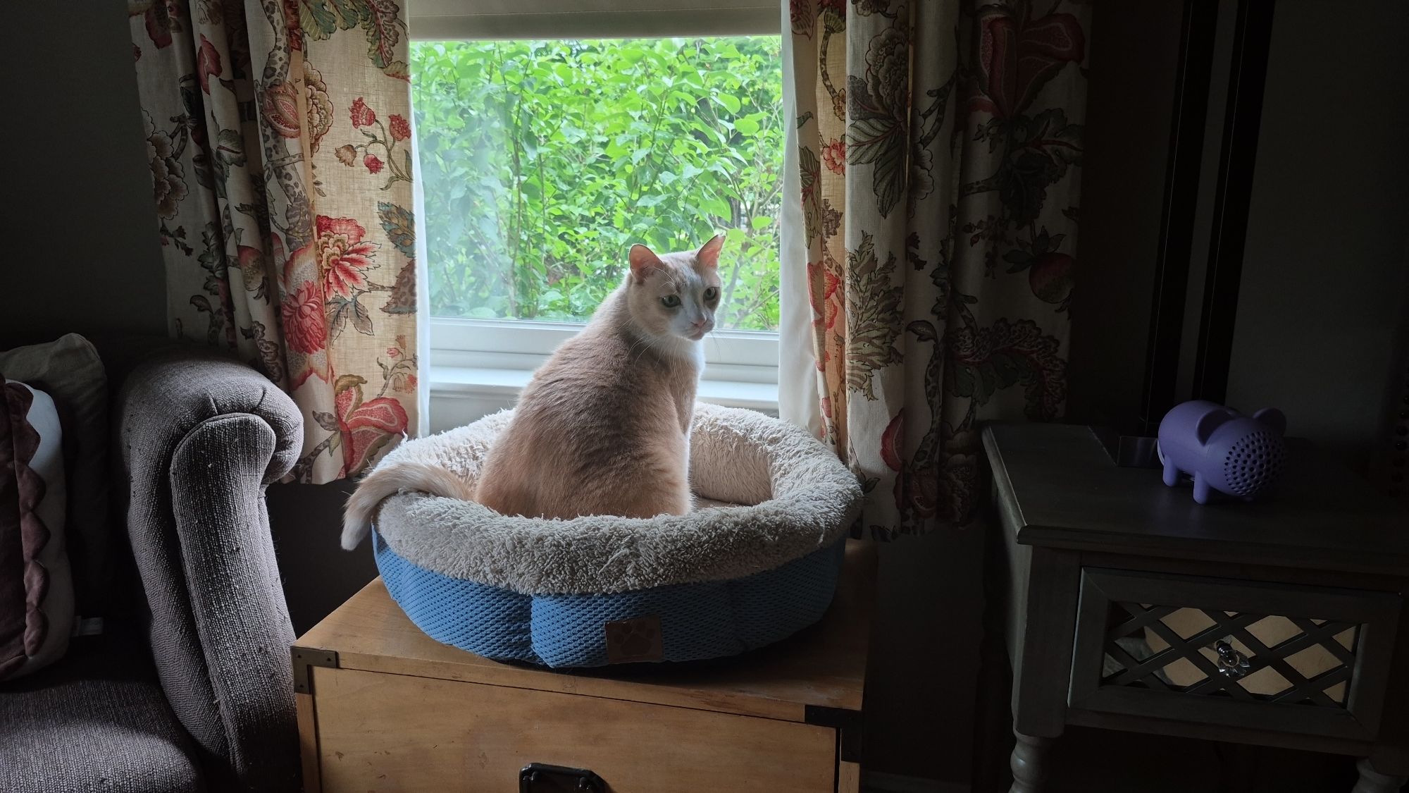 A light-colored cat sitting in a plush pet bed near a window, looking outside at greenery, with curtains and a decorative table nearby.
